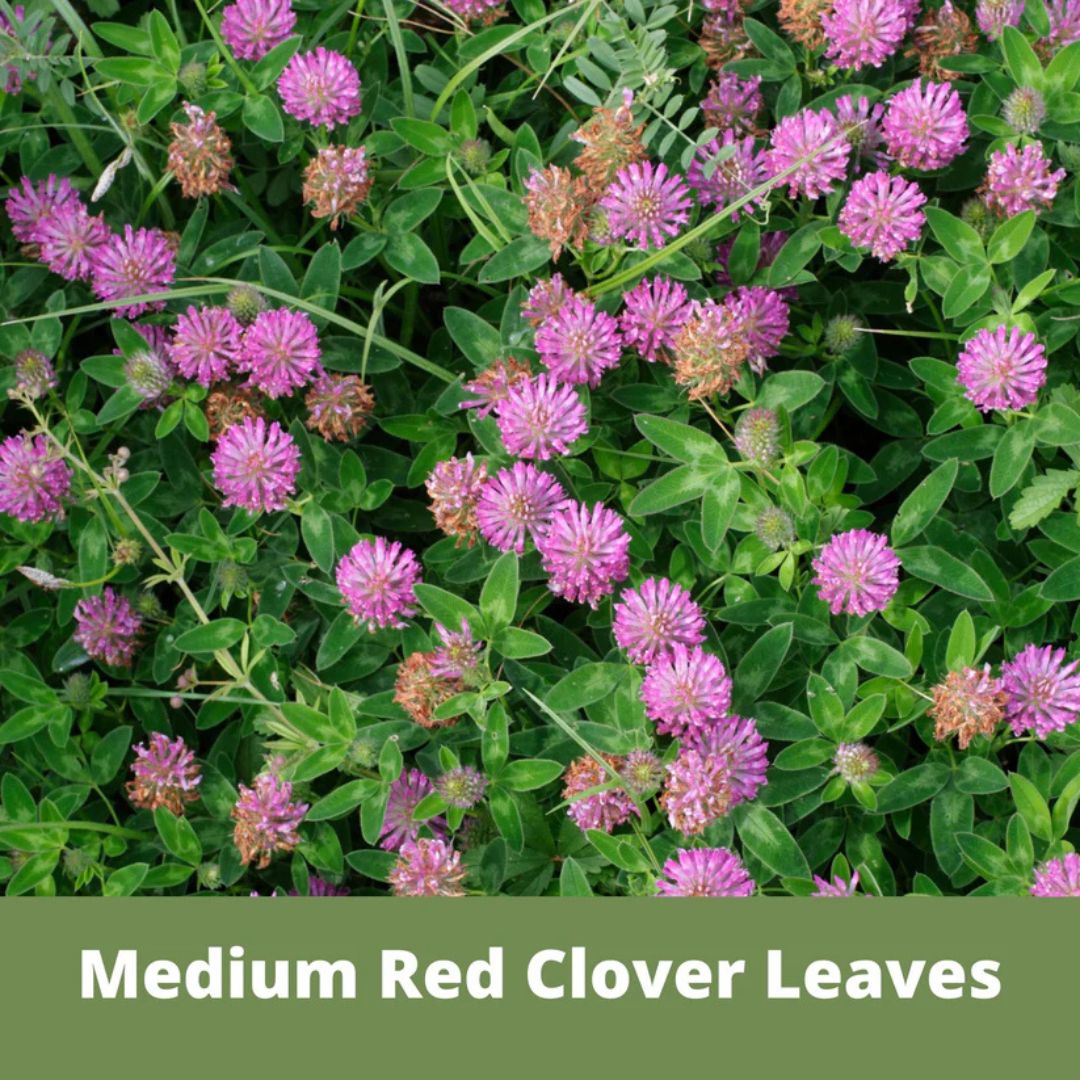 Medium Red Clover Pouch – Flawn Seed – 500 SQ FT